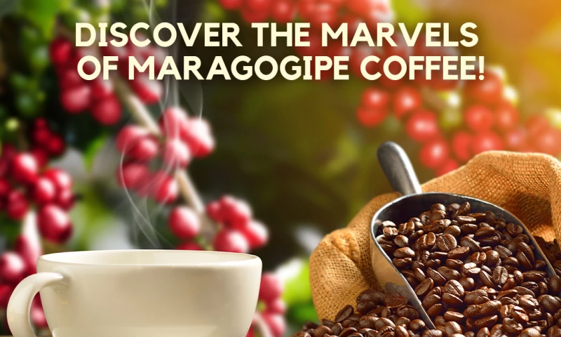 Branding & Positioning| The Caphe Vietnam