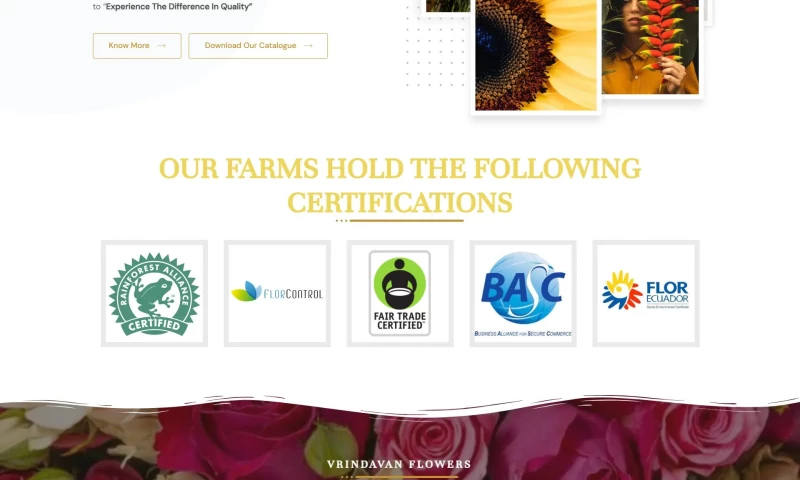 Browser Bees - Business website