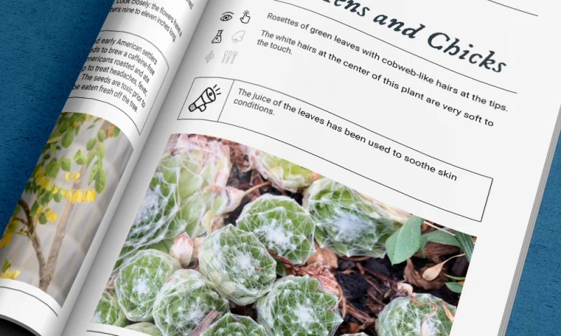 Denver Art Museum | Sensory Garden Field Guide