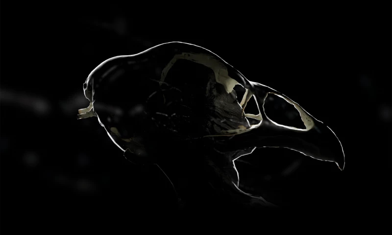 Brainchild Creative Studio - Bahadur