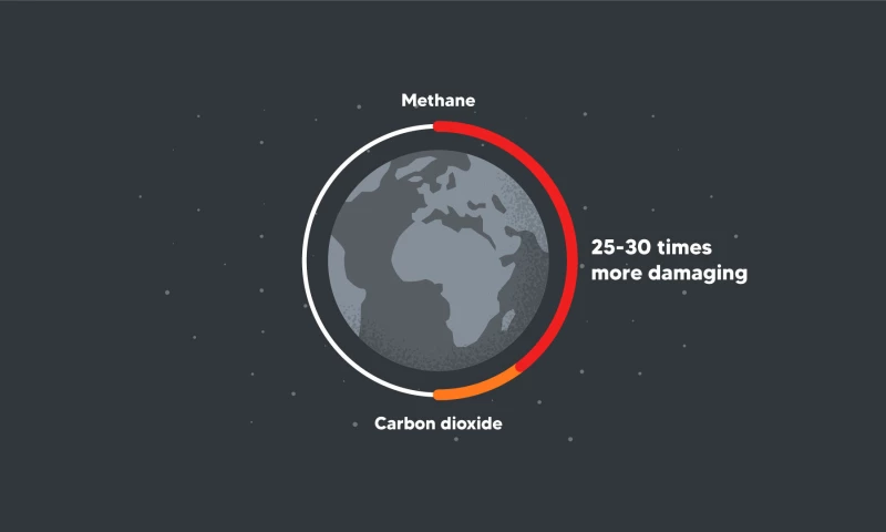 BuzzFlick - ORCA: Revolutionizing Food Waste Management