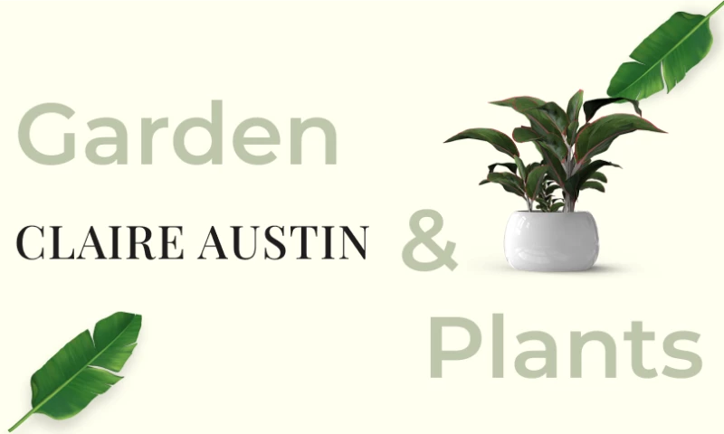 Bluebash - Claire Austin Hardy Plants