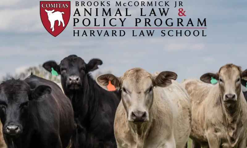 Rootless Agency - Harvard University