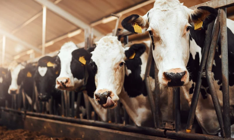 Detection of Aggressive Behaviour of Cattle Operators