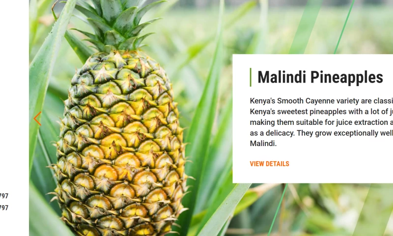 Brand Development For Coastshore Investment Project