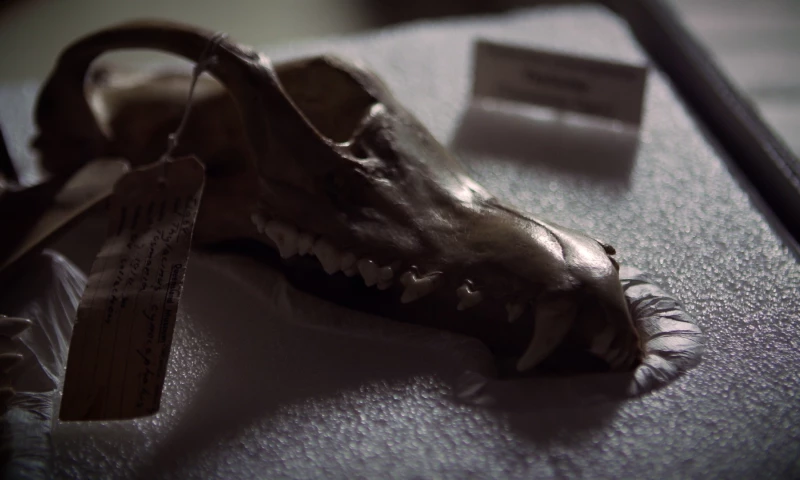 Video Production Brisbane - Queensland Museum’s Extinct Species Collection