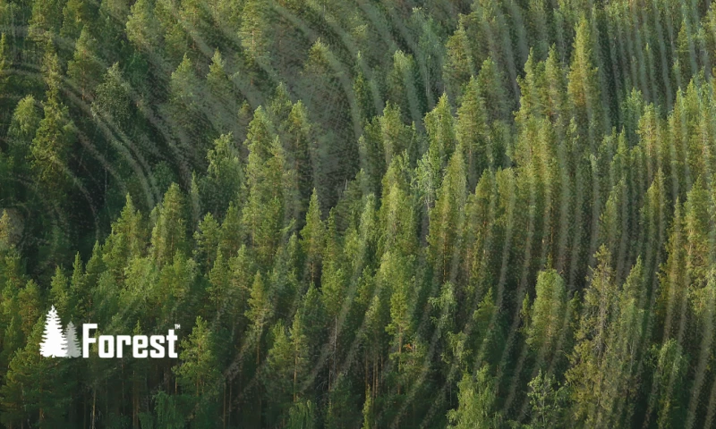 TMG Marketing Partners - A Modern Take on Financial Services Web Design: Forest Systems