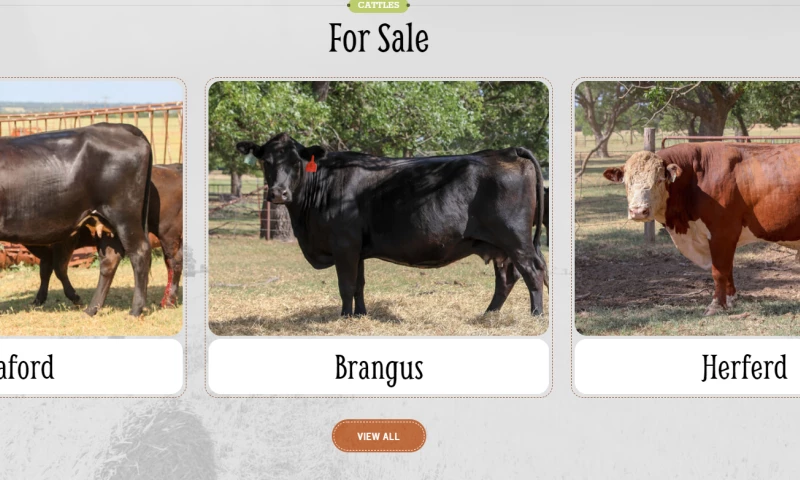 YellowFin Digital - GrahamBelle Cattle Co