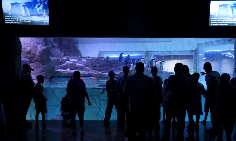 Interactive Penguin Exhibits