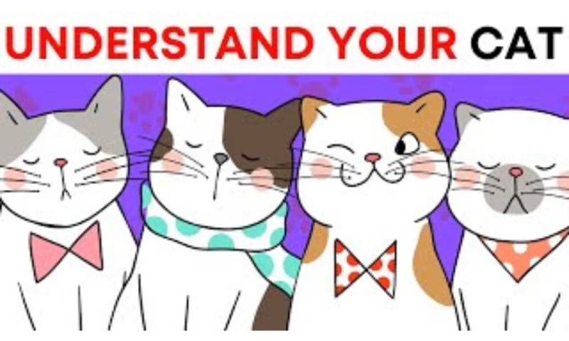 How to Understand Your Cat Behavior Better | Cat Interaction