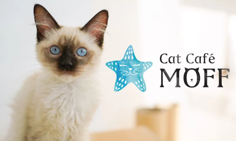 JU Marketing - Cat Cafe MOFF