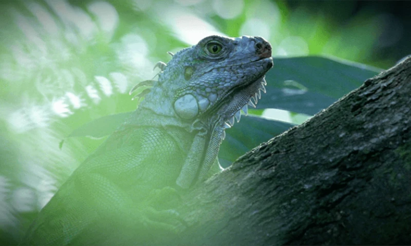 Joy Films - Otobi Jungle