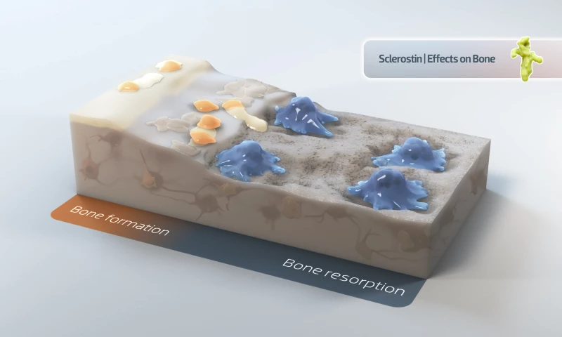 Osteoporosis Mechanism of Action Animation