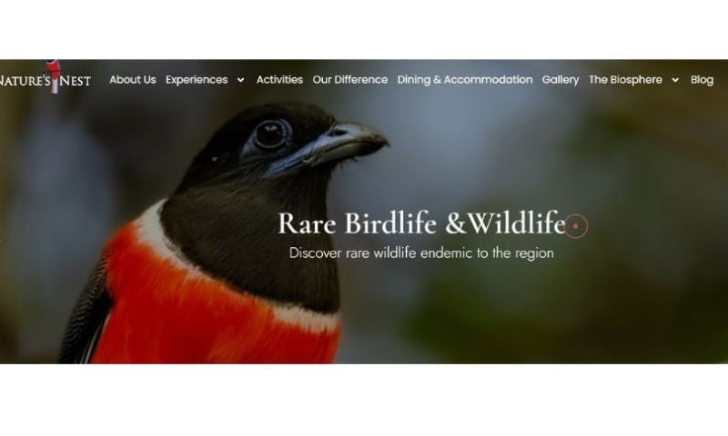 Website Design