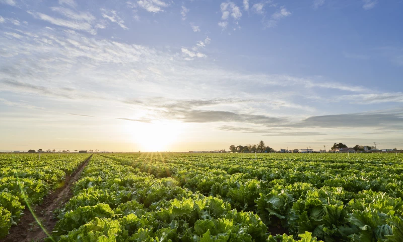 Little Viking Productions - Complete brand rebuild, website and video content