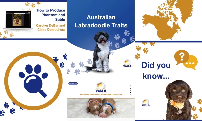 The Marketology Lab - Rebranding the World's Leading Australian Labradoodle Association