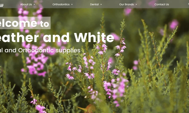 Blooming Velocity - Digital Marketing