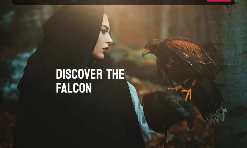 The Web & Social LTD - Dark Falcon Productions