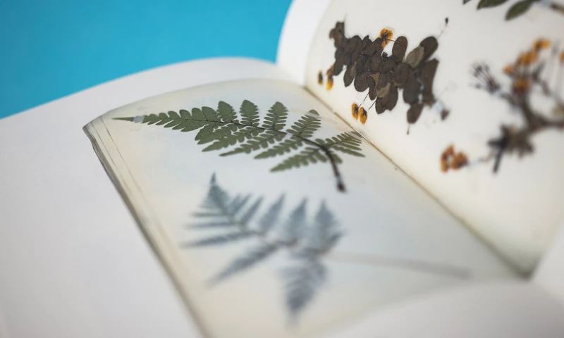 Estudio Vicencio - Habitar