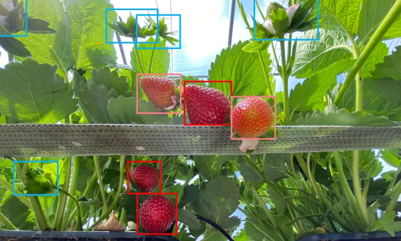 Aya Data - Revolutionizing Strawberry Harvesting with AI