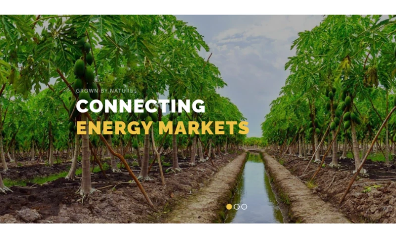 Digital Websynation - Website development