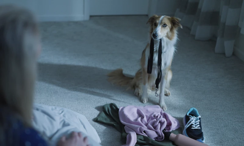 Mile High Films - A Dog's Love Is Unlike Any Other