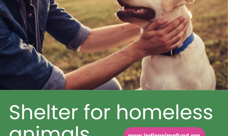 Polyvalent Digital Services Pvt. Ltd - India Animal Fund - A NGO Project