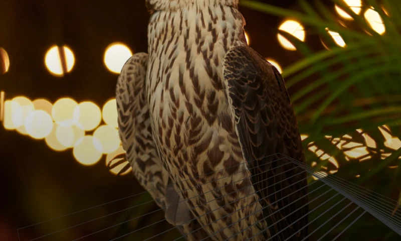 Squad - Shaheen by Libyana