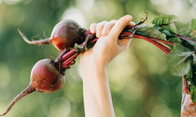 InBold - SPISBAR / ONETHIRD