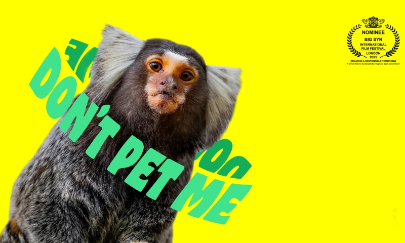 Bold Studio - Don't Pet Me