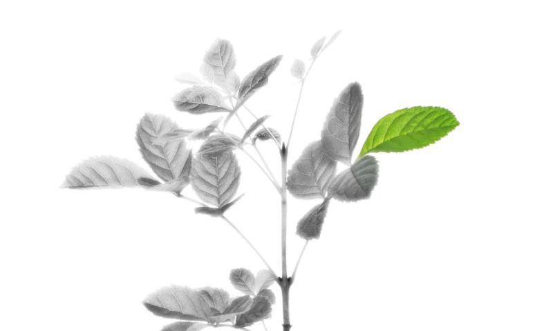 Blink Digital Consulting - Peace of Mind Group