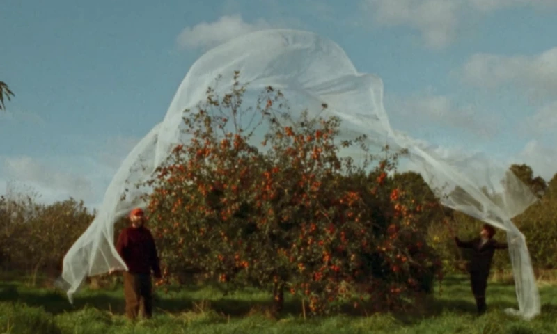 Elena Heatherwick - Some Interesting Apples