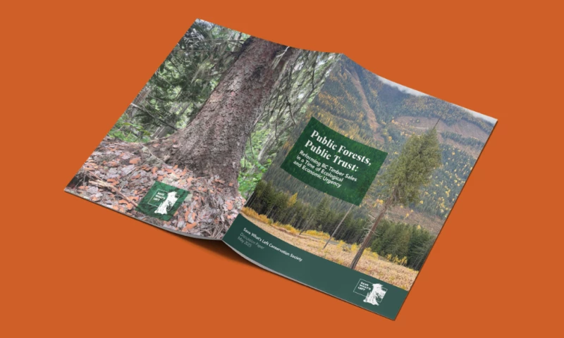 Martum Design Studio - Public Forests, Public Trust Brochure
