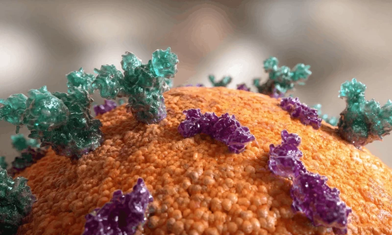 Medical Heart Animation: High-Fidelity Cardiac