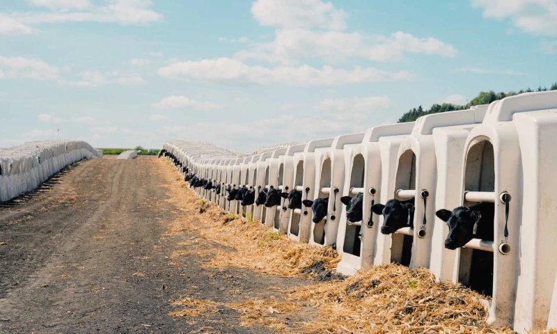 Innova Marketing - Ralco Agriculture: Dairy Calf Program