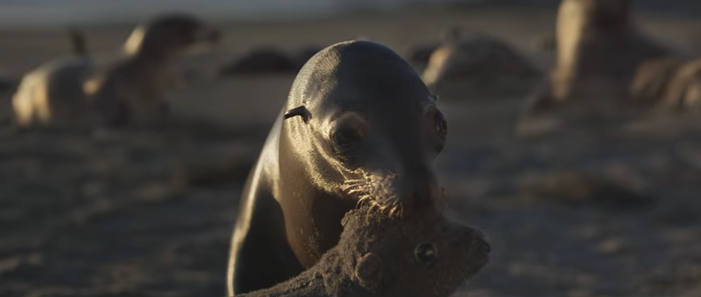 A sea lion grabs the stuffed animal in Kia's latest spot | Source: Kia America