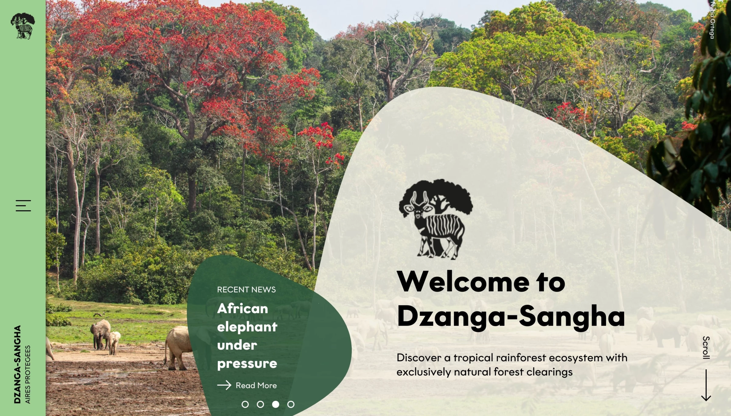 Dzanga-Sangha Protected Area website design