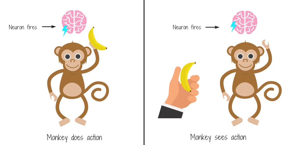 Monkey Example of Mirror Neurons