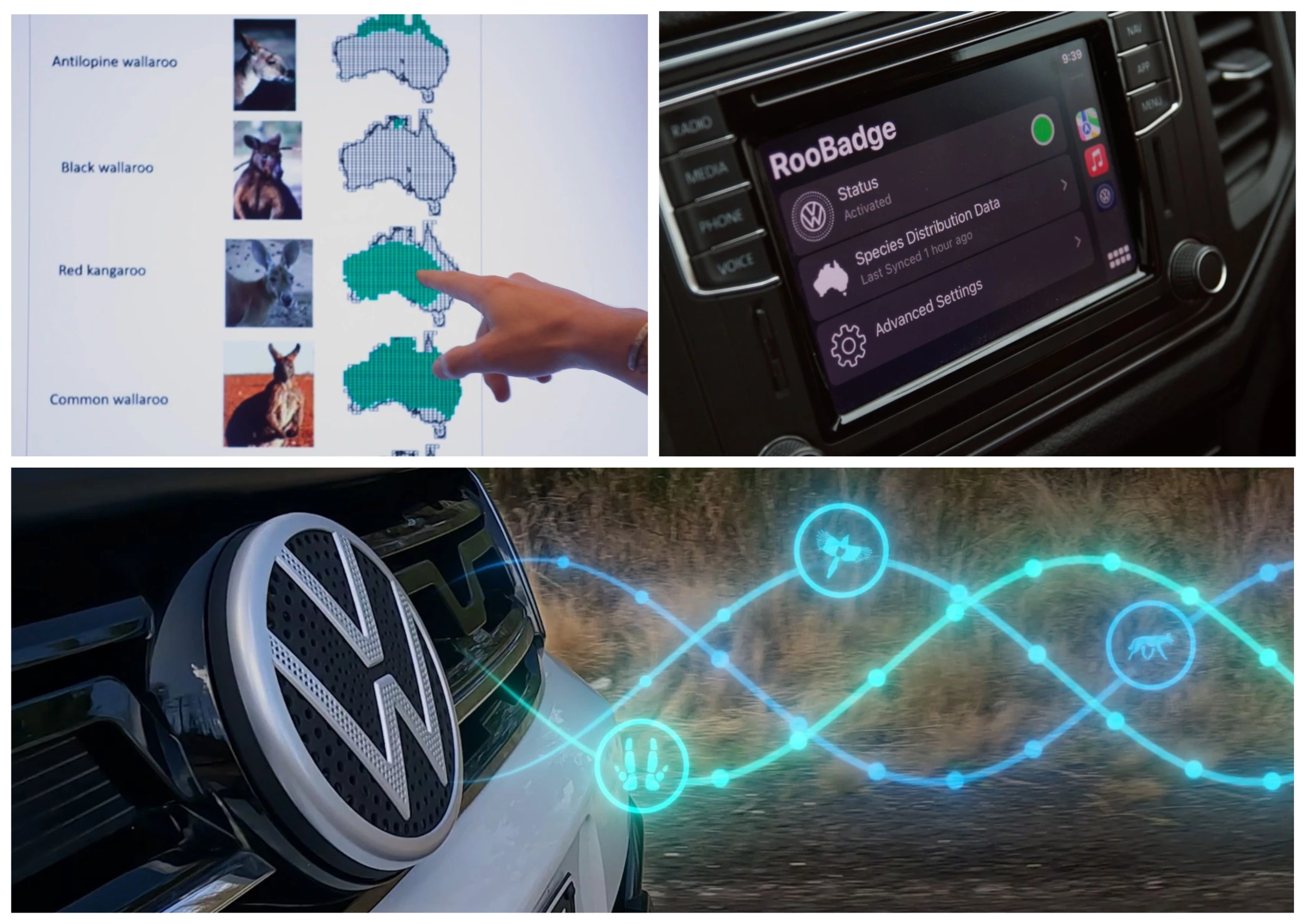 How Volkswagen's RooBadge technology works to repel kangaroos.