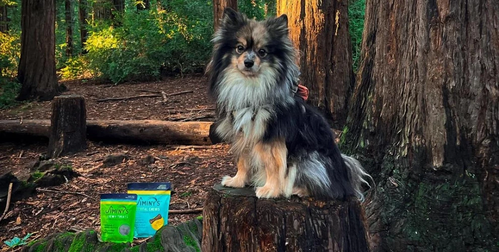 Dog with Jiminy's products