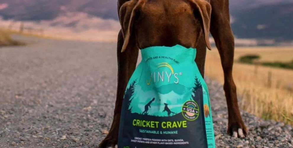 Dog eating snacks