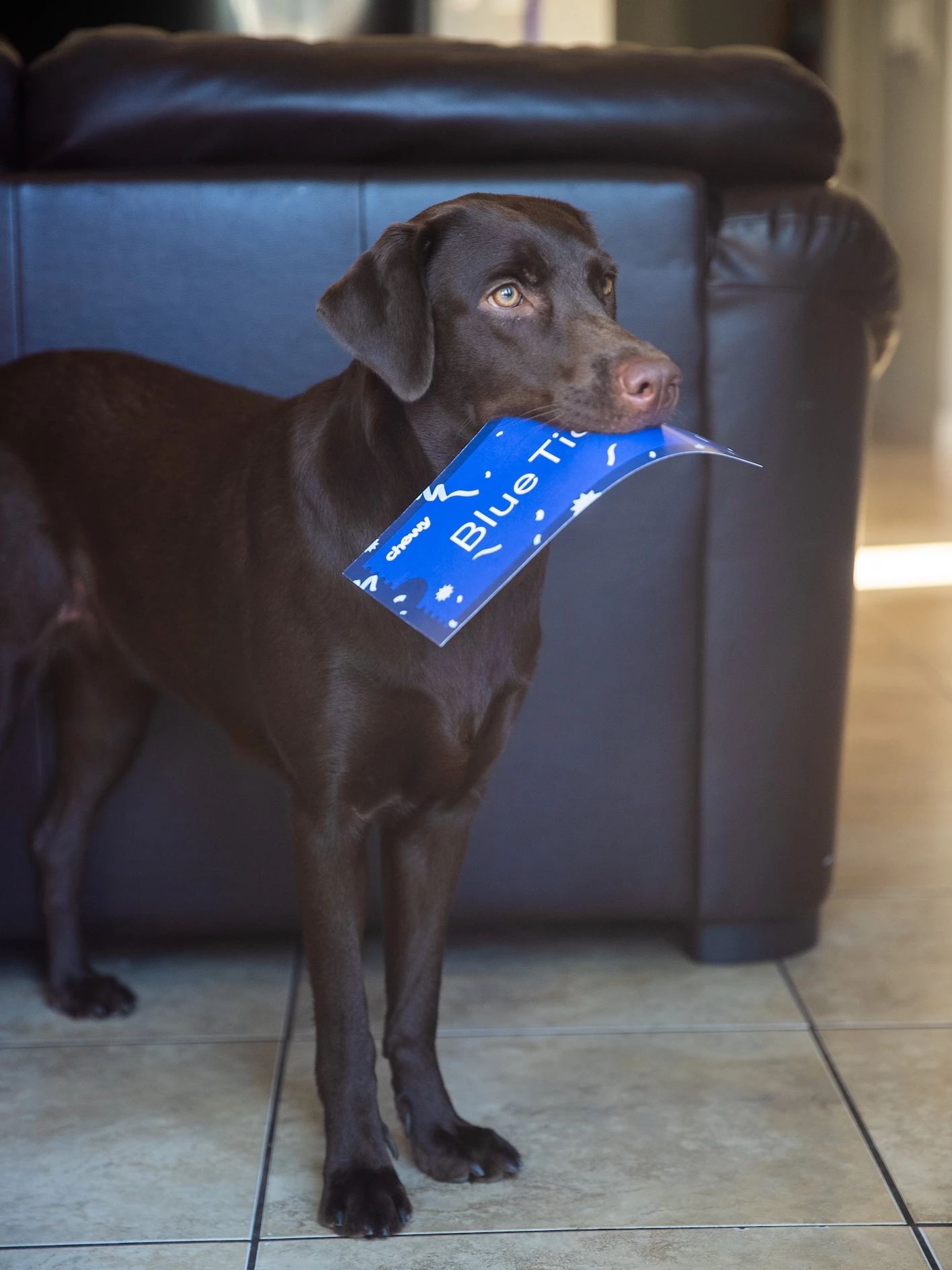 A dog promotes Chewy's Blue Ticket giveaway.