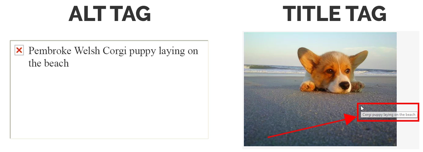 A Pembroke Welsh Corgi puppy on the right and an example of an alt tag on the left