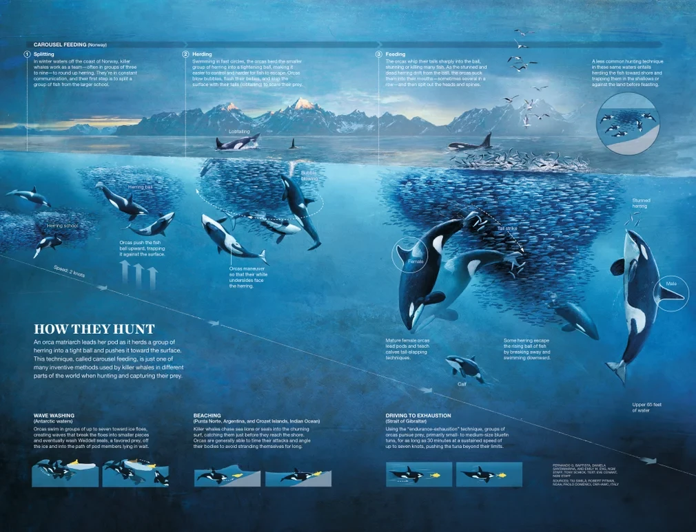 National Geographic Infographic Example