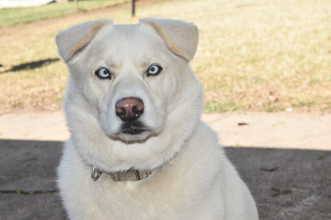 Nyx went missing and was dound through Ring's Search Party feature.